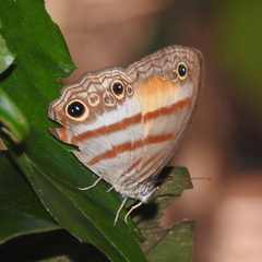 Cissia