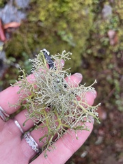 Sphaerophorus venerabilis