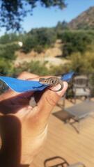 Sceloporus occidentalis