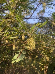 Alvaradoa amorphoides