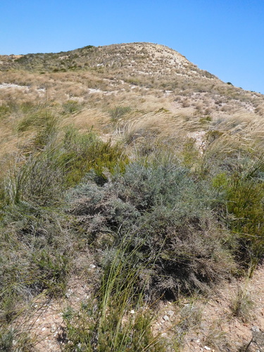 Image of Polhillia curtisiae by (c) Charles Stirton, some rights reserved (CC BY-SA)