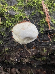 Fomitopsis mounceae