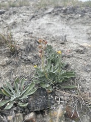 Physaria arctica