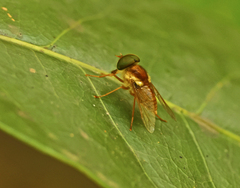 Scaptia auriflua