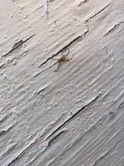 Latrodectus