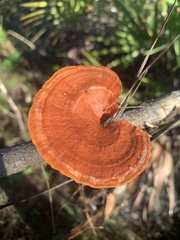 Trametes coccinea