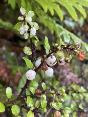 Gaultheria antipoda