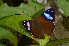 Cybdelis phaesyla
