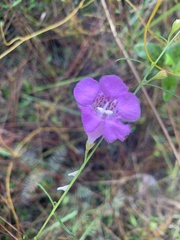 Agalinis linifolia