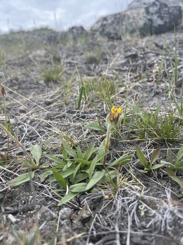 Narrowleaf arnica (Arnica angustifolia)