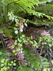 Gaultheria antipoda