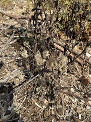 Pseudognaphalium beneolens