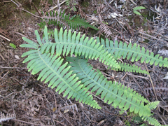 Dicranopteris