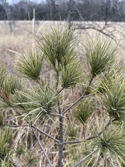 Pinus resinosa