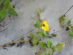 Helianthus debilis