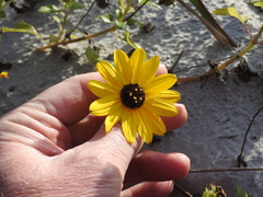 Helianthus debilis