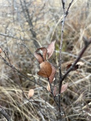 Betula pumila