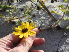 Helianthus debilis