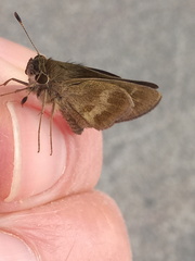 Polites vibex praeceps