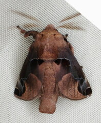 Zygaenoidea