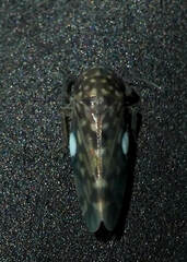 Xestocephalus