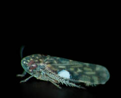 Xestocephalus