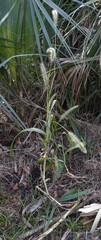 Setaria magna