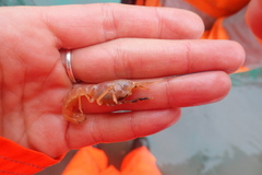 Calocaris macandreae