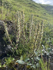 Pedicularis hirsuta