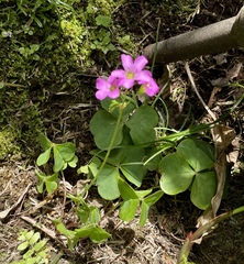 Oxalis debilis