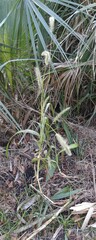 Setaria magna