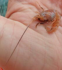 Calocaris macandreae