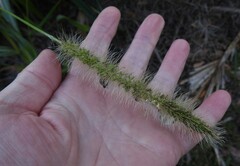 Setaria magna