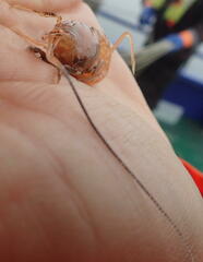 Calocaris macandreae