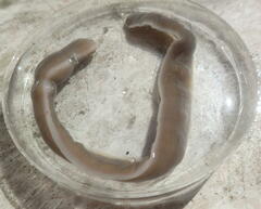 Cerebratulus
