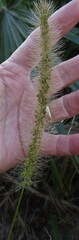 Setaria magna