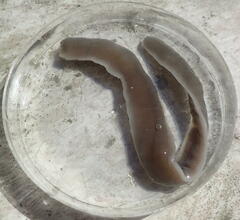 Cerebratulus