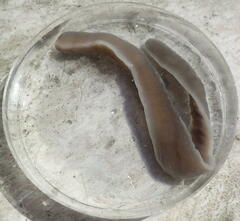 Cerebratulus