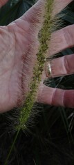 Setaria magna