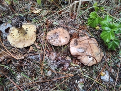 Suillus pseudobrevipes
