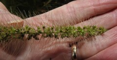 Setaria magna