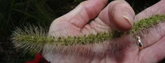 Setaria magna