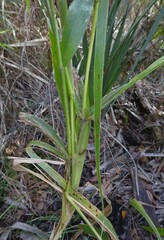 Setaria magna