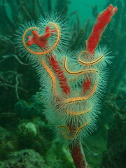 Ophiothrix