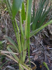 Setaria magna