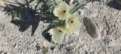 Mohavea confertiflora