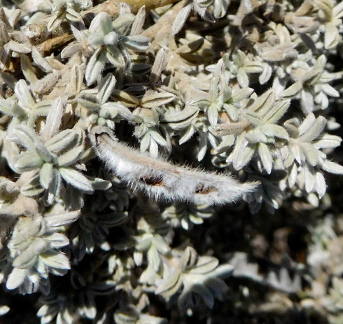 Image of Polhillia curtisiae by (c) Charles Stirton, some rights reserved (CC BY-SA)