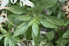 Parietaria officinalis