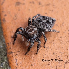 Sumampattus quinqueradiatus