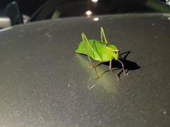 Stilpnochlora couloniana